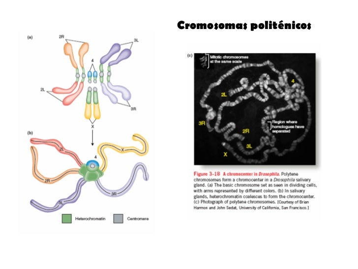 cromosomas politenicos